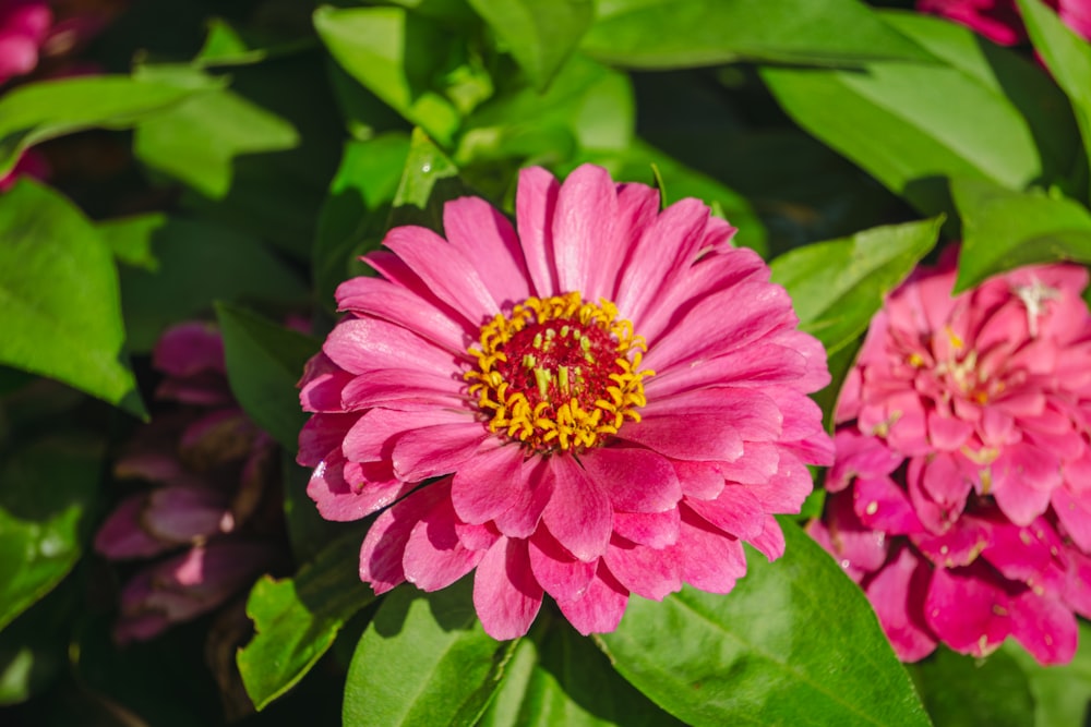 a pink flower with a yellow center surrounded by green leaves