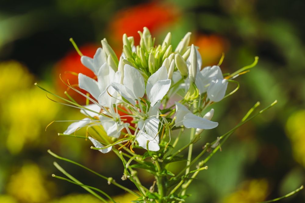 a close up of a white flower in a field