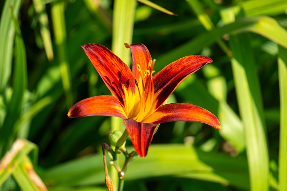 a red and yellow flower with green leaves in the background