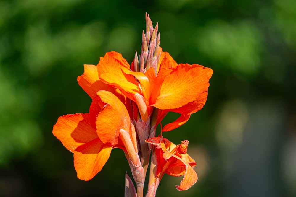 a close up of a flower with a blurry background