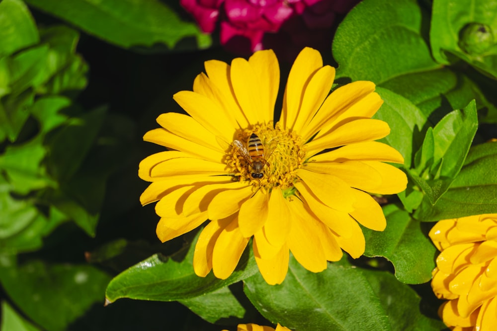 a bee is sitting on a yellow flower