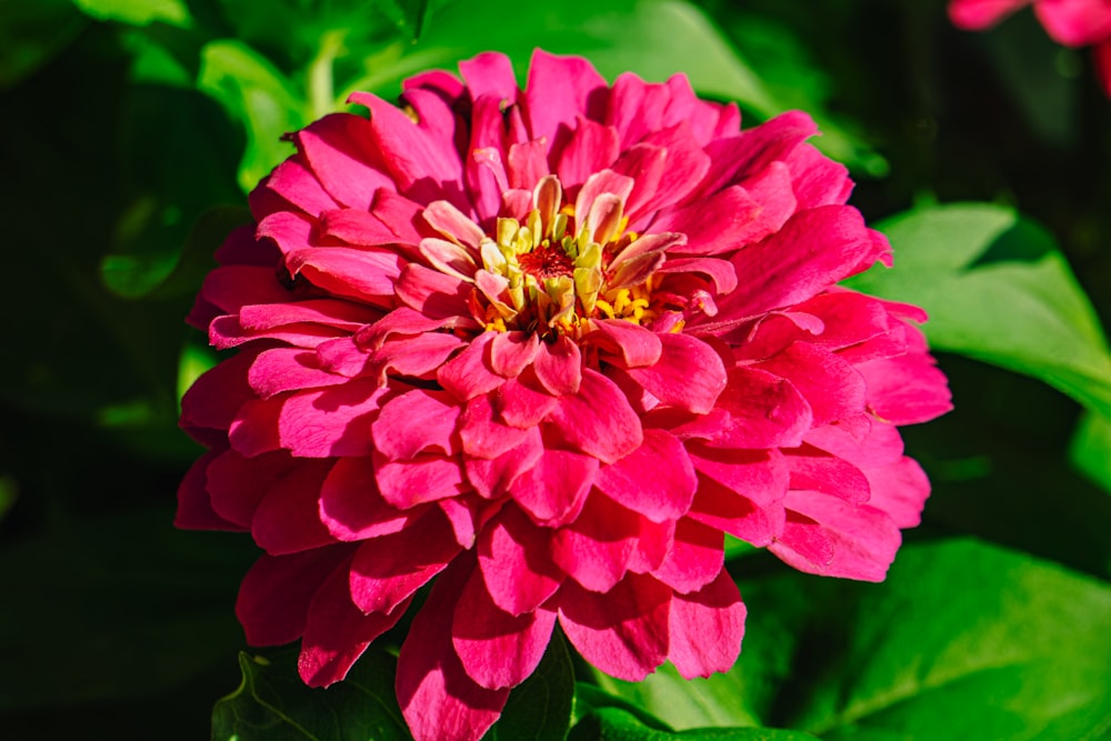 a pink flower with green leaves in the background