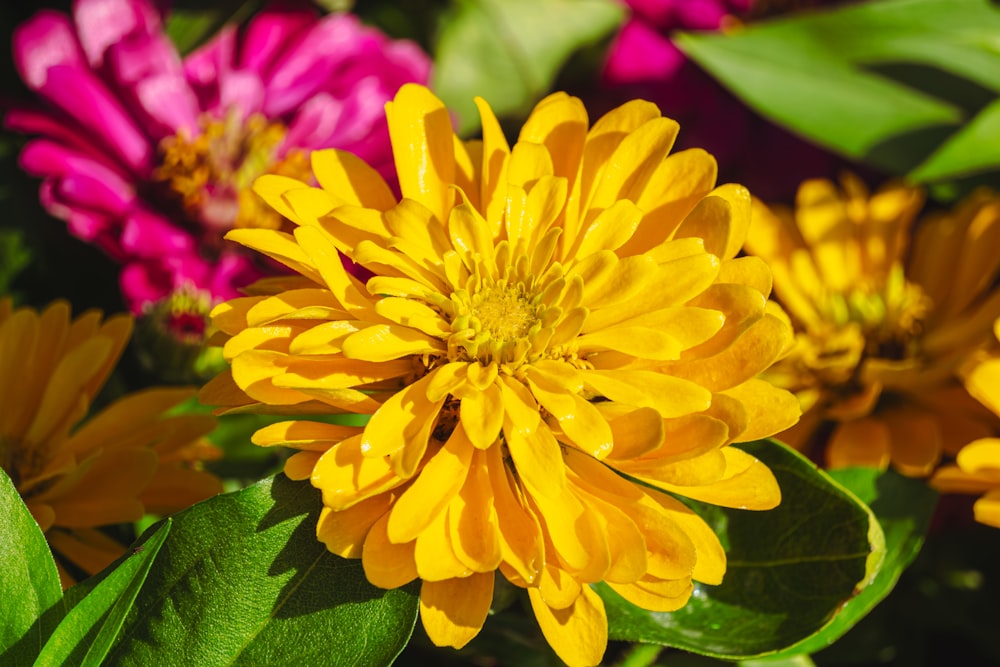 a close up of a yellow flower with other flowers in the background