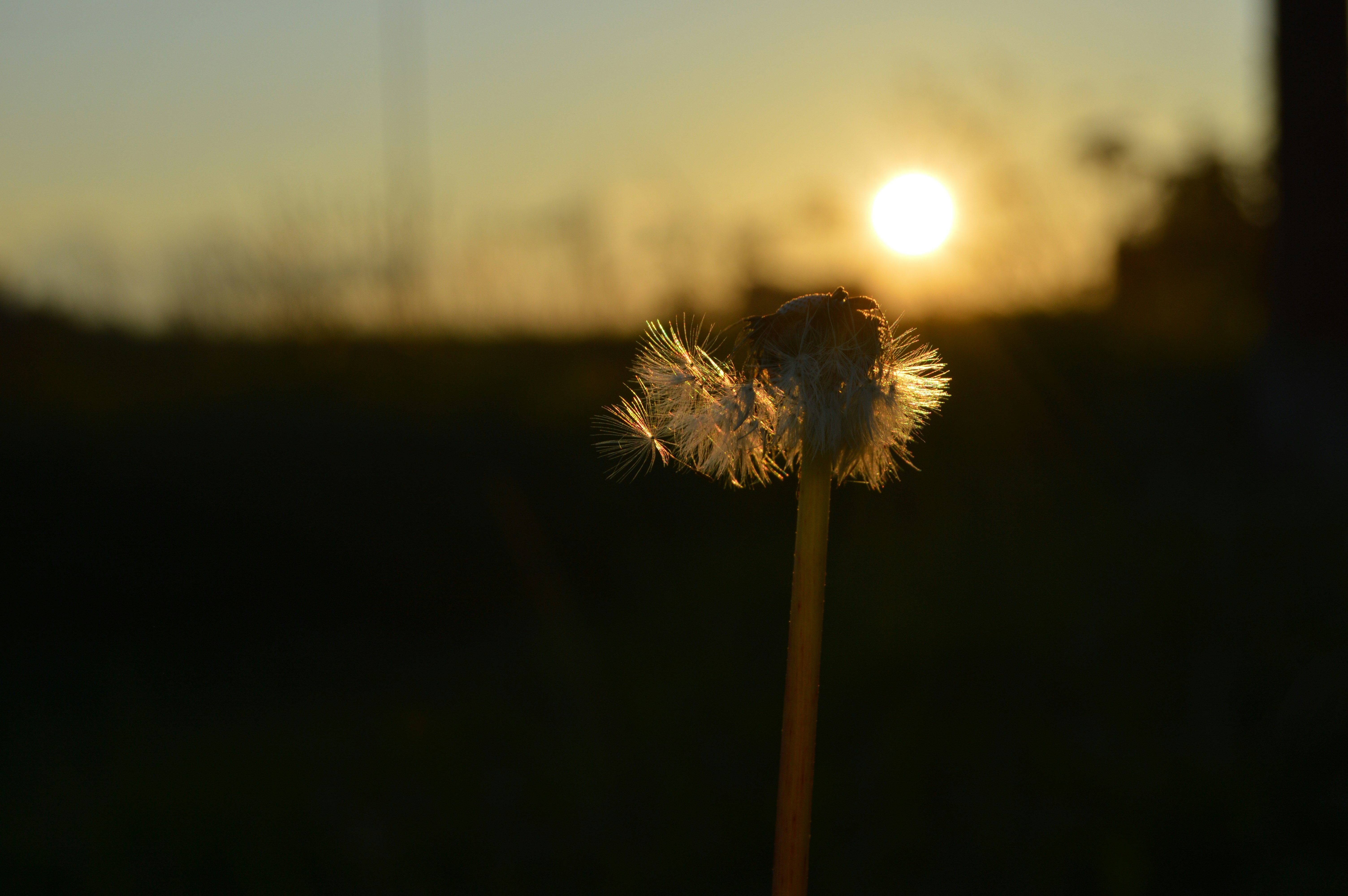 Photo by frosted_vulpes_ferrilata