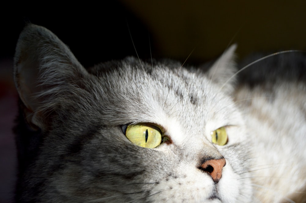 a close up of a cat with yellow eyes