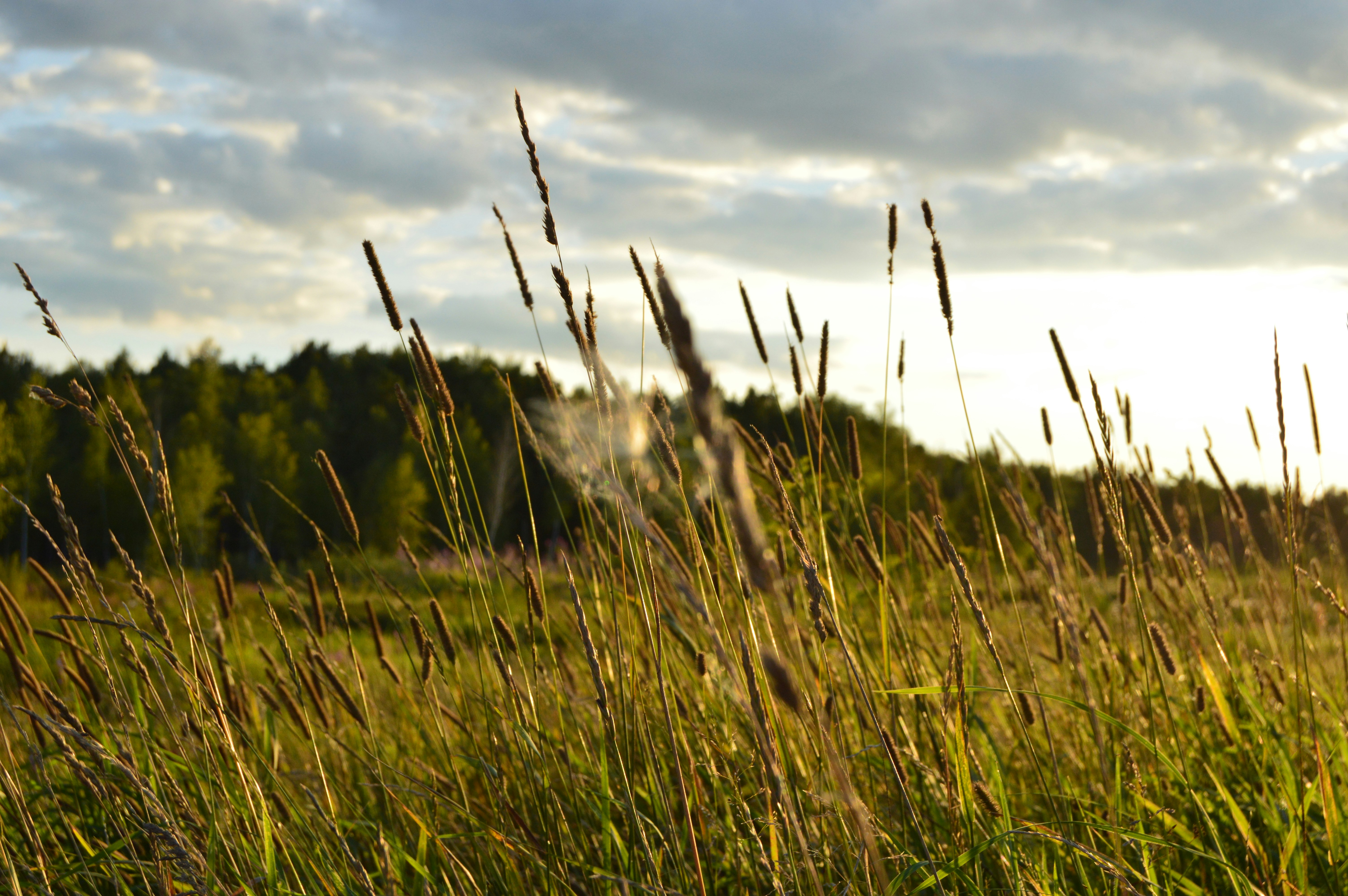 Photo by frosted_vulpes_ferrilata