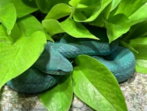 A vibrant green snake with a textured skin pattern is coiled among lush green leaves, partially camouflaged by its surroundings.