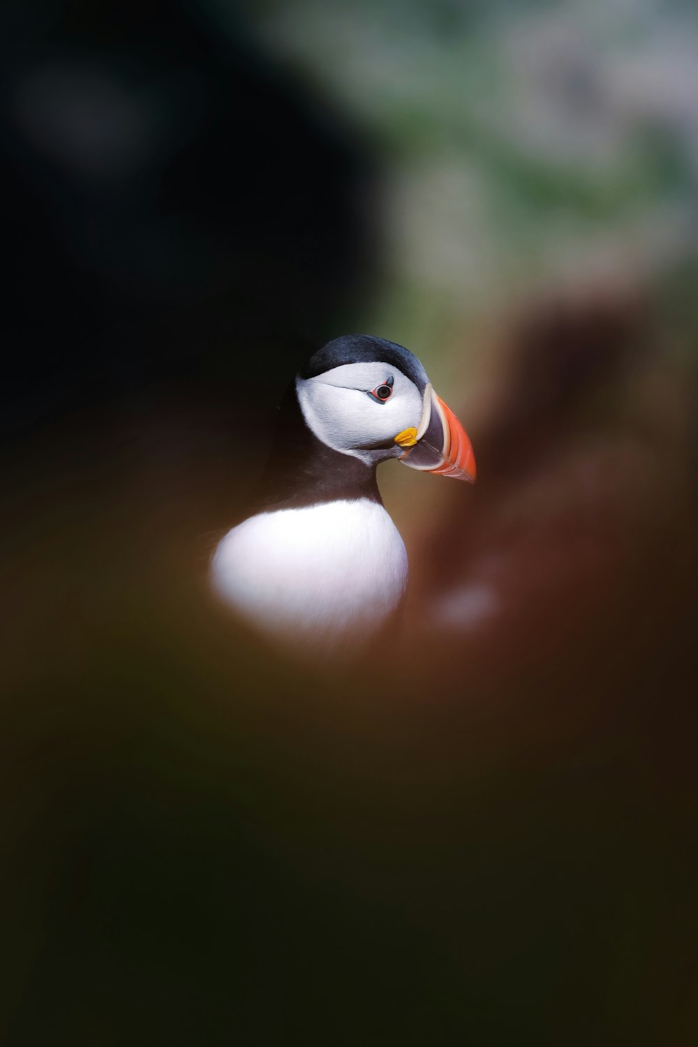 a close up of a bird with a blurry background