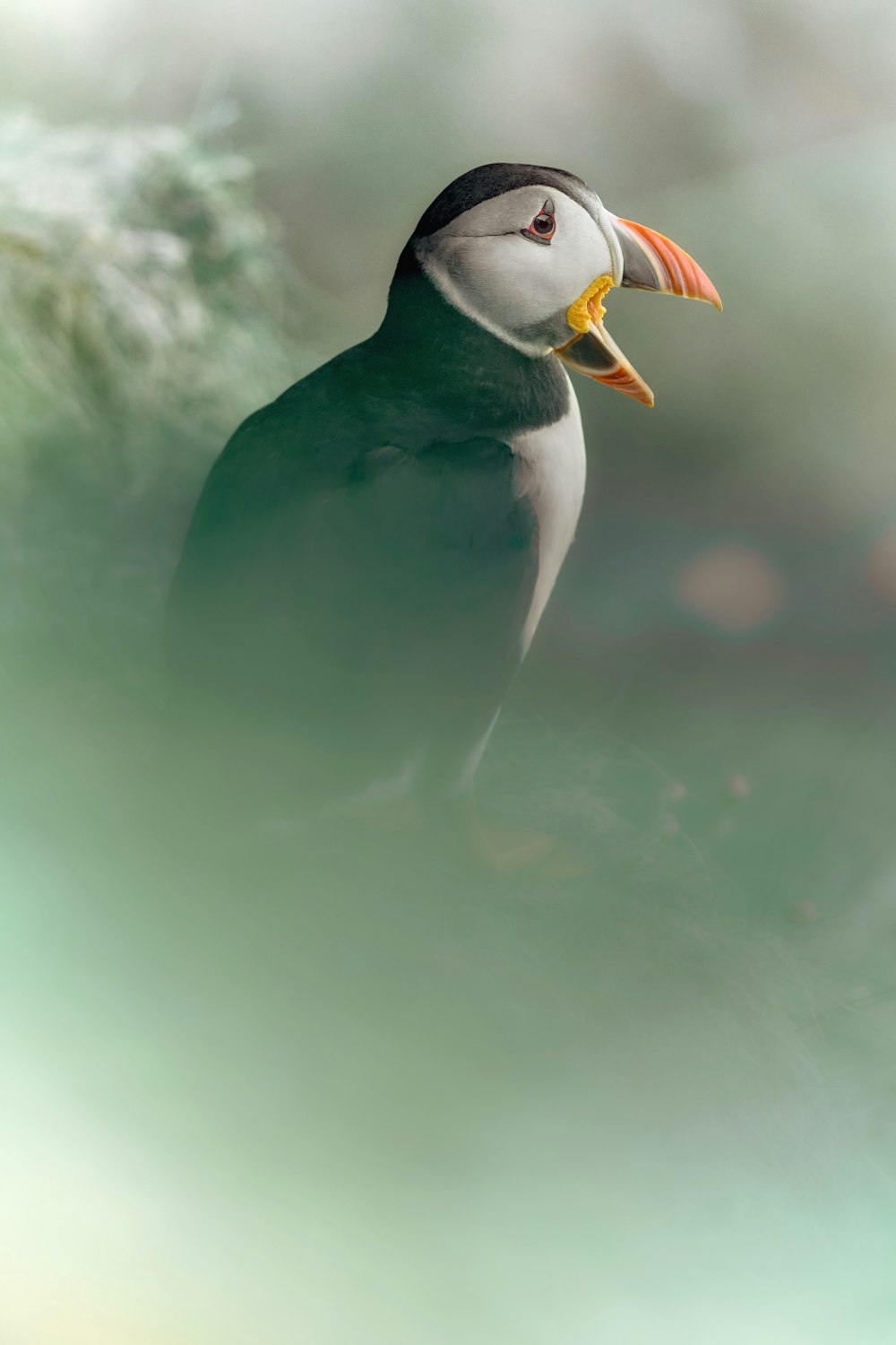 a small bird with a long beak and an orange beak