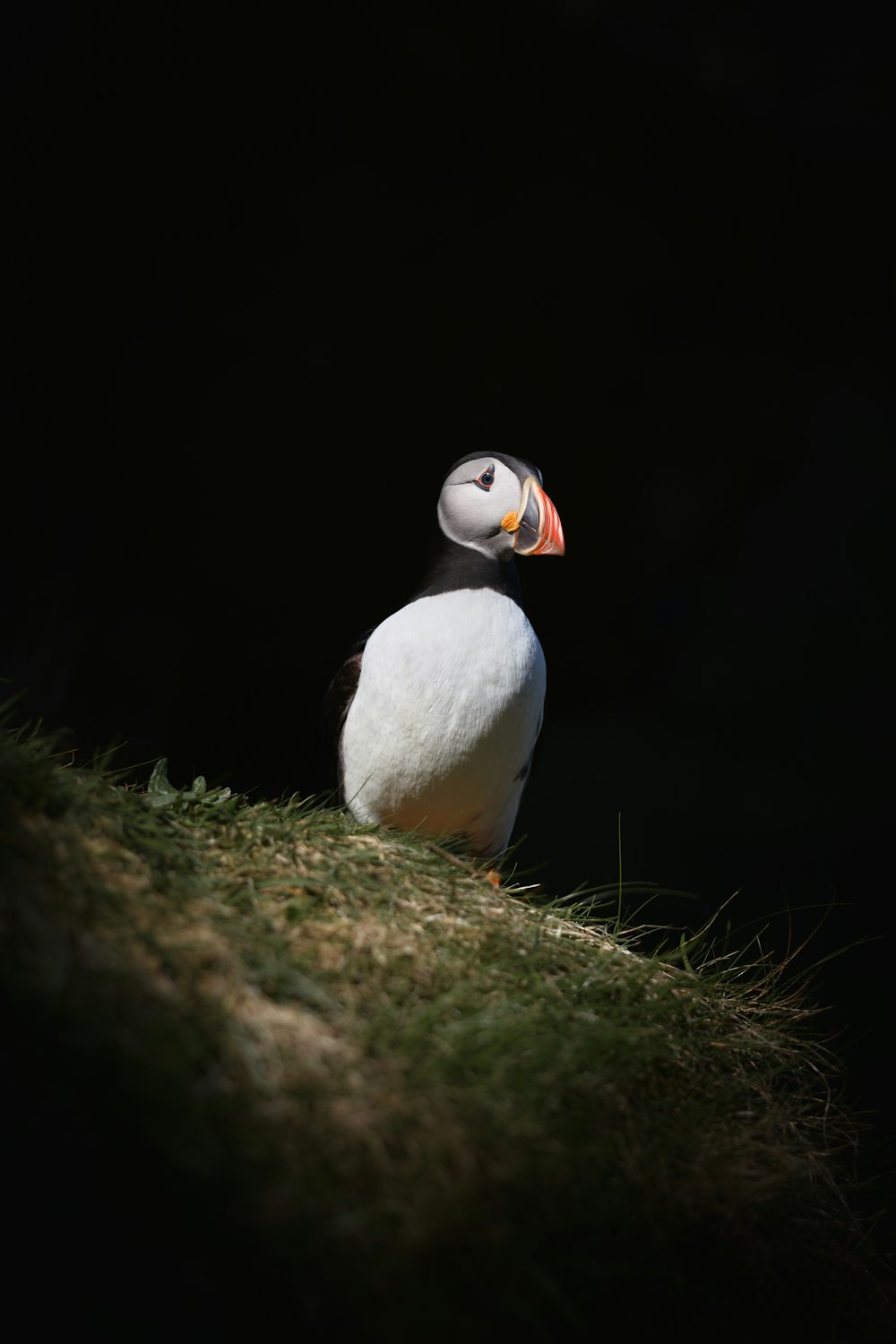 a white and black bird sitting on top of a grass covered hill