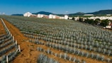 Rows of agave plants stretch across a large field under a clear blue sky. The landscape includes residential buildings and green hills in the distance.