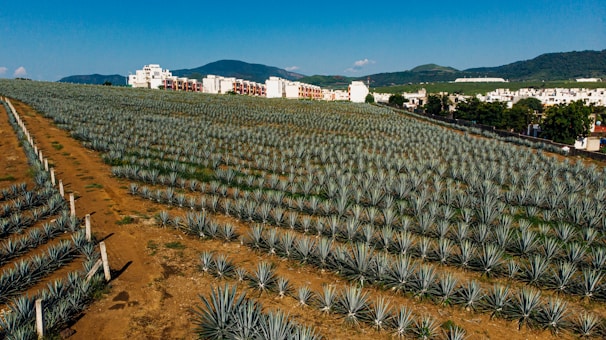 Rows of mature agave plants ready for harvest under a clear blue sky.