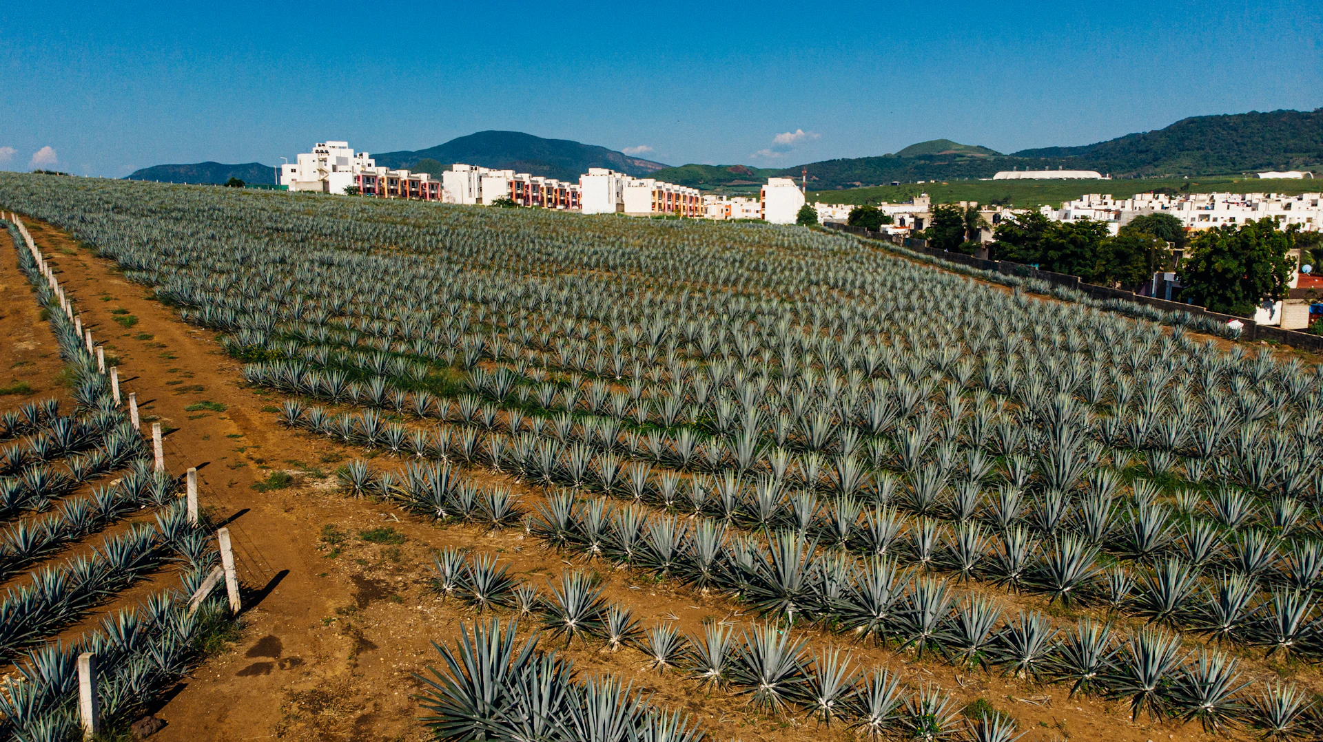 A panoramic view of an agave field at sunset in Mexico, with rows of blue agave plants stretching towards the horizon under a warm golden sky.