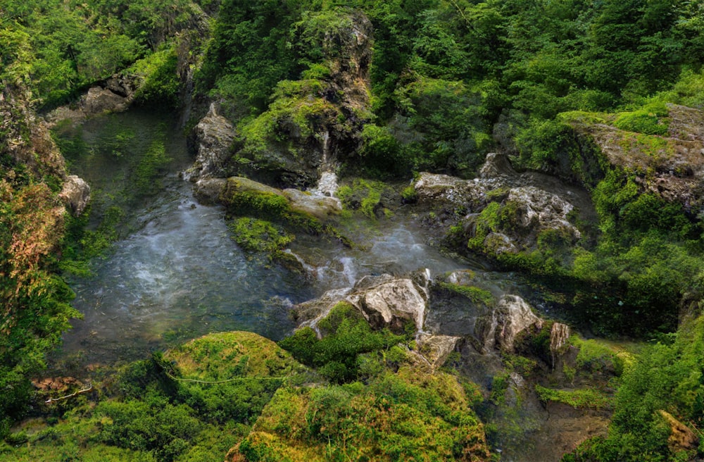 a river running through a lush green forest