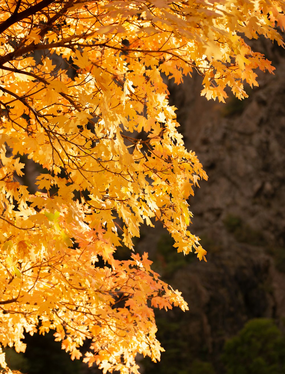 a tree with yellow leaves in front of a mountain