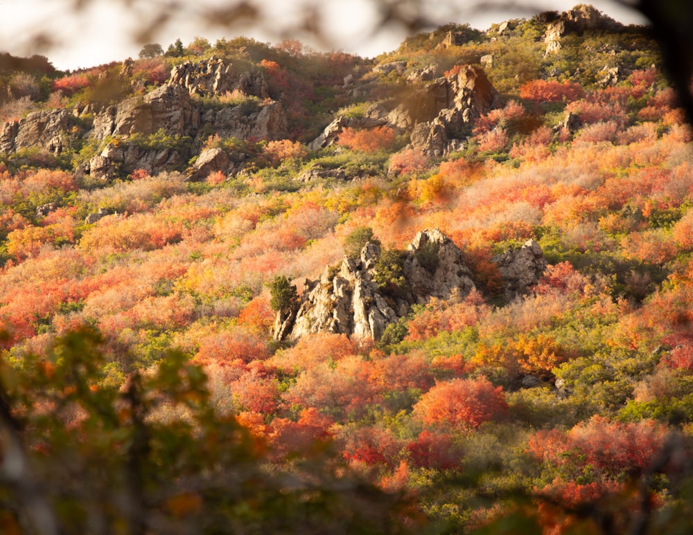 a mountain covered in lots of colorful trees