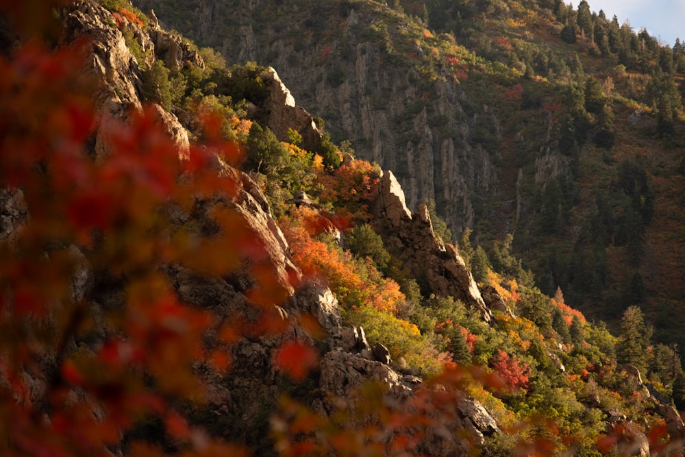 a view of a mountain with trees on the side of it