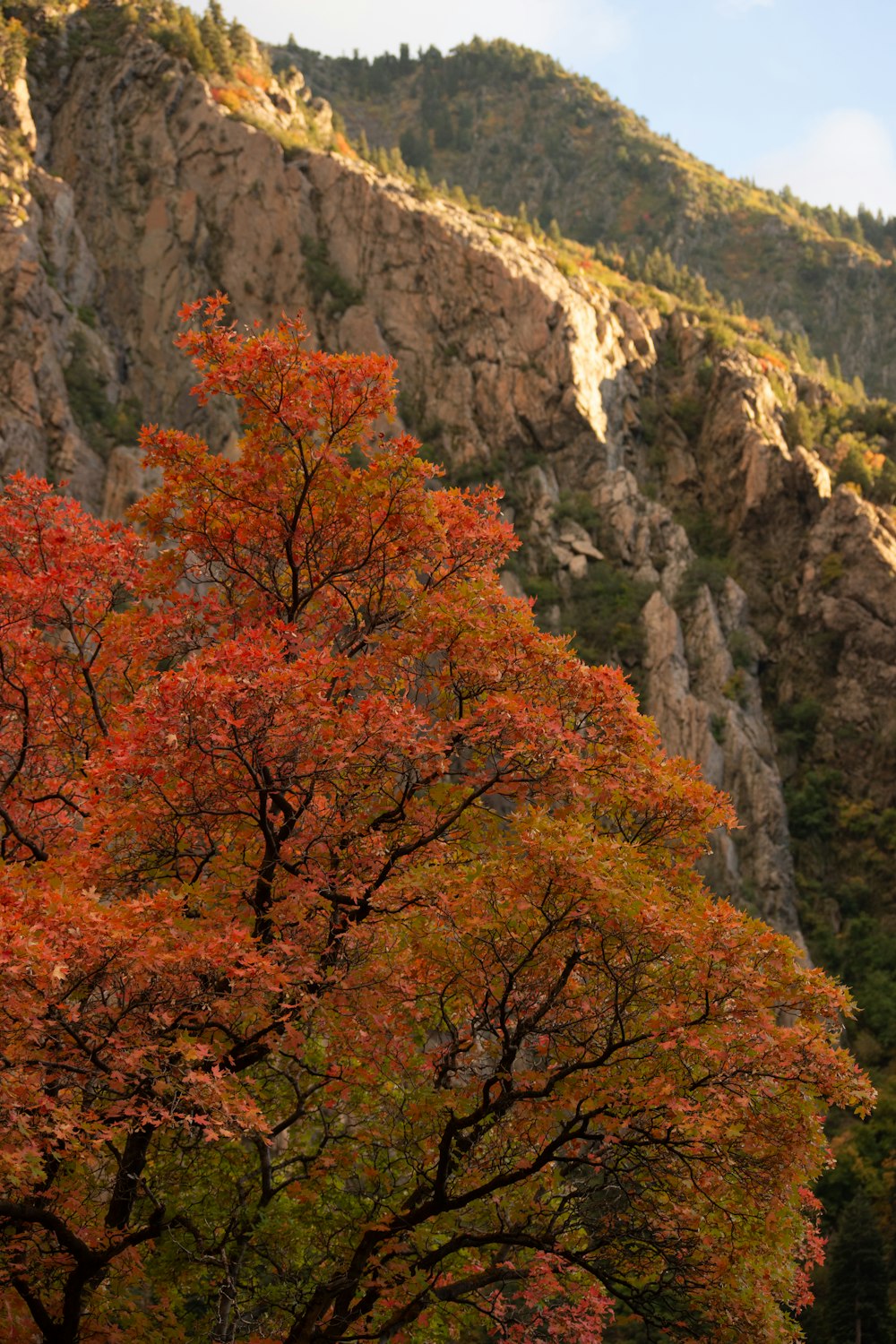 a tree with red leaves in front of a mountain