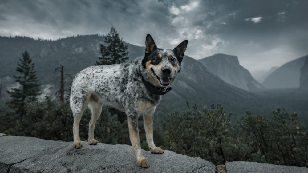 a dog standing on top of a large rock