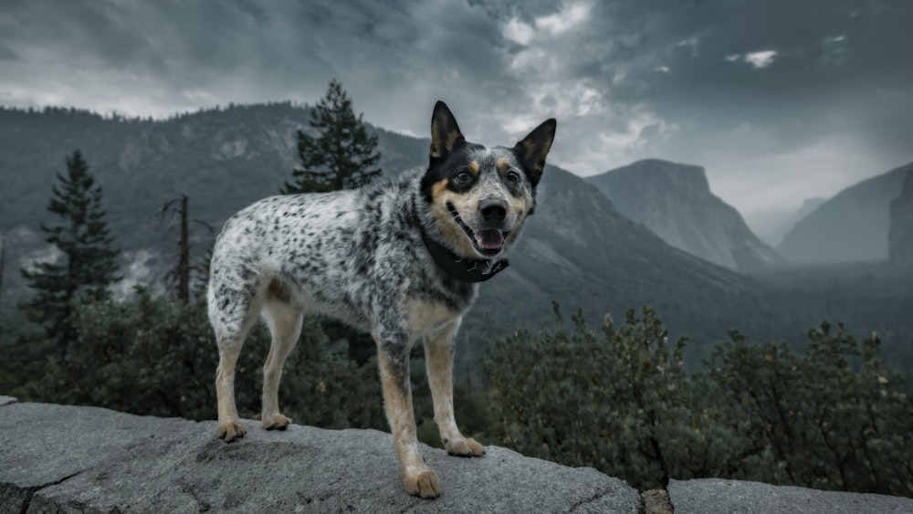 um cachorro em pé no topo de uma grande rocha
