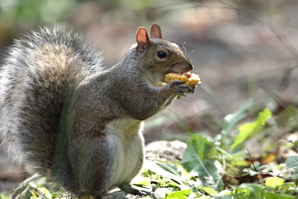 a squirrel eating a piece of food on the ground