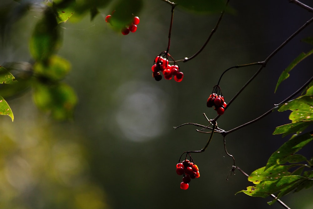 a bunch of berries hanging from a tree branch