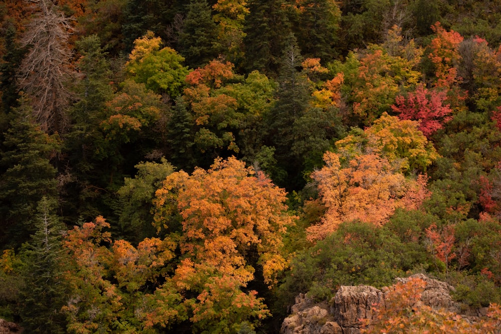 a forest filled with lots of trees covered in fall colors