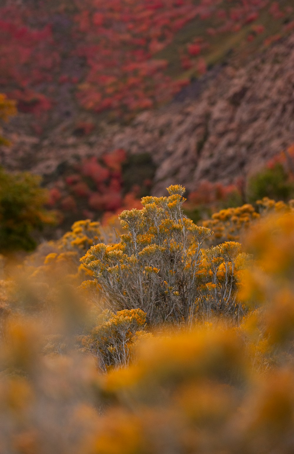 Un buisson aux fleurs jaunes devant une montagne