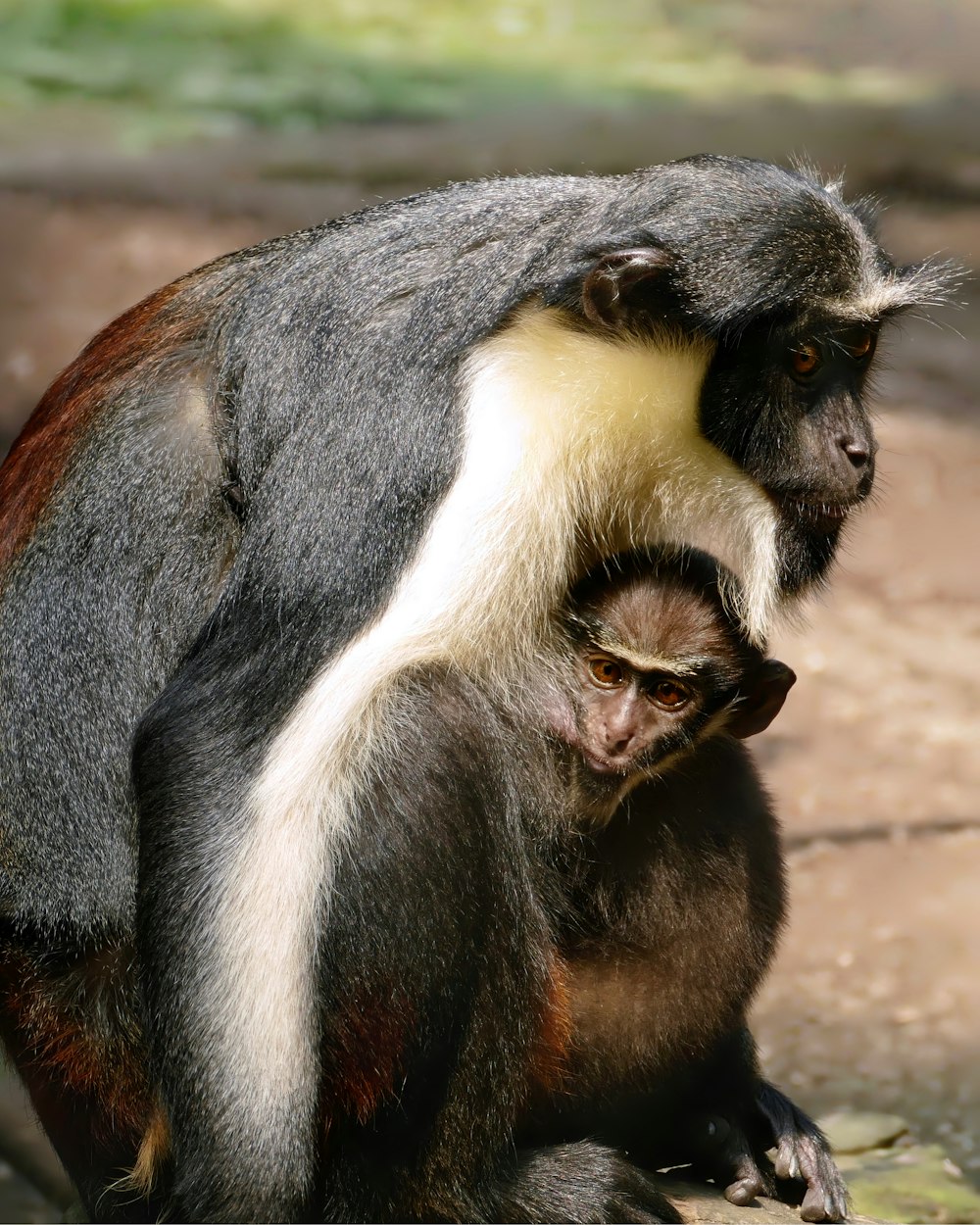a mother monkey holding her baby in her arms