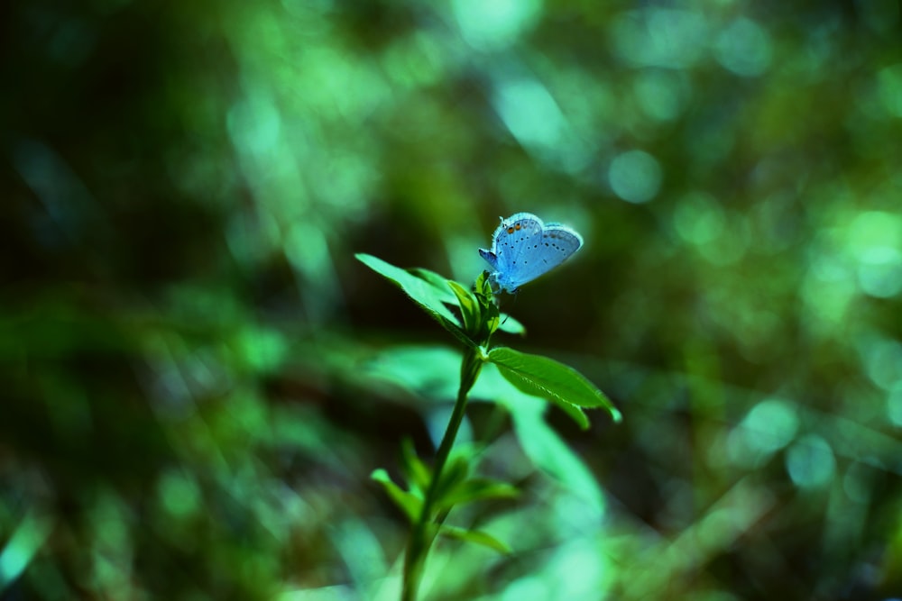 a small blue butterfly sitting on top of a green plant