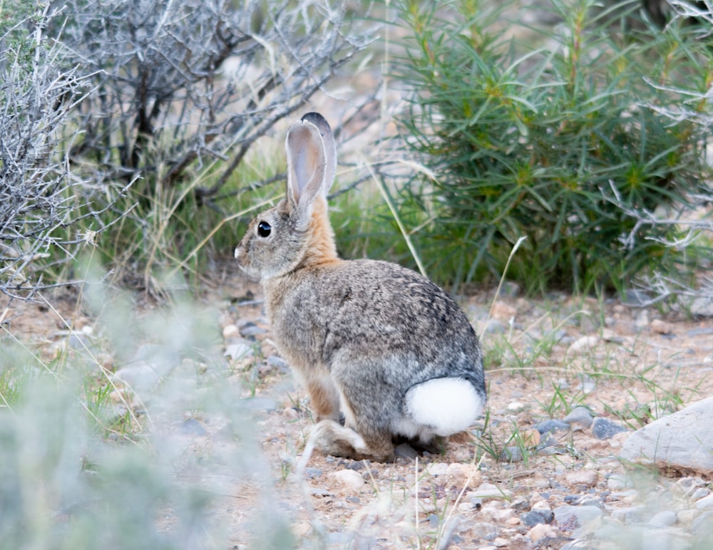 un conejo sentado en medio de un campo