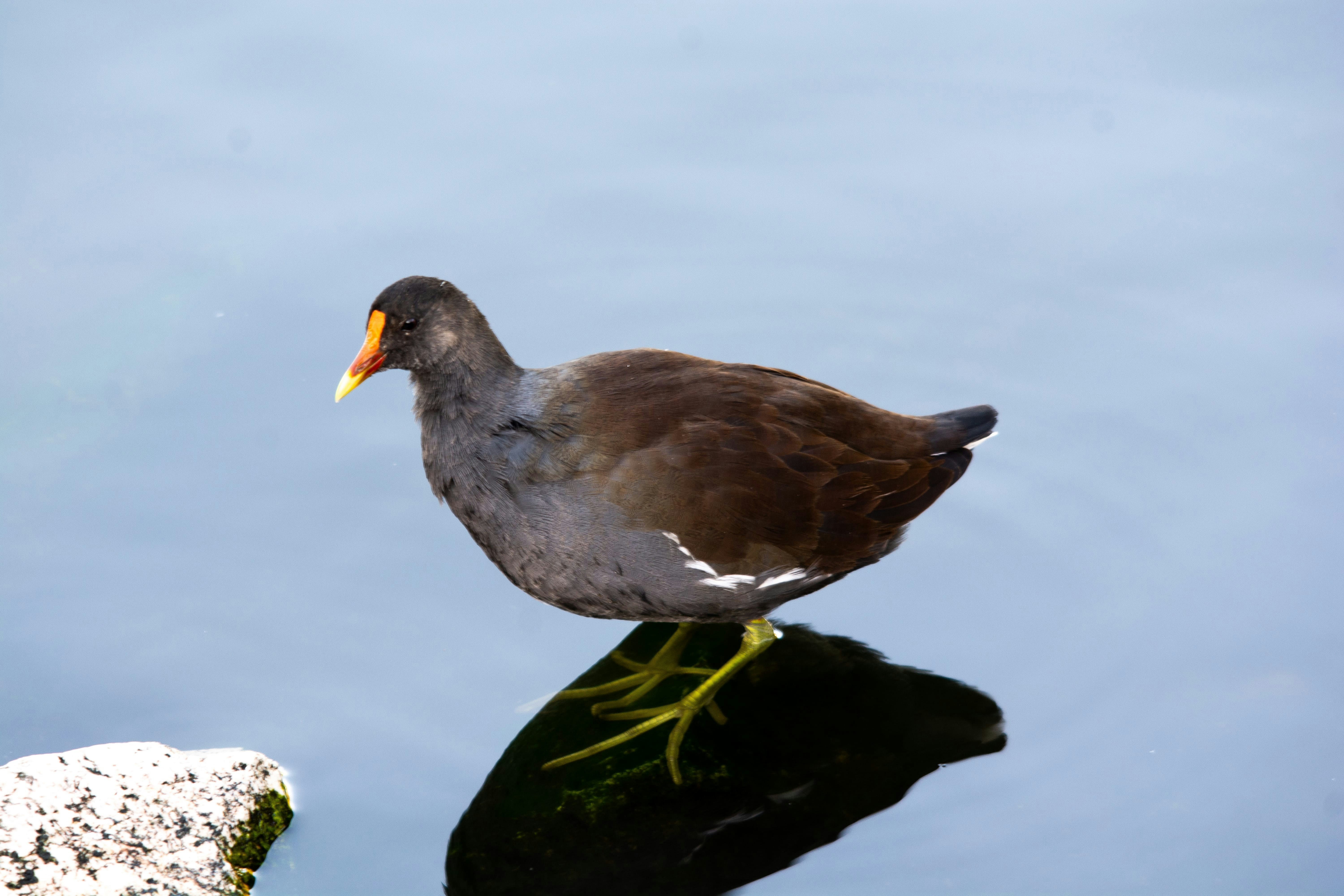 um pássaro está de pé em uma rocha na água
