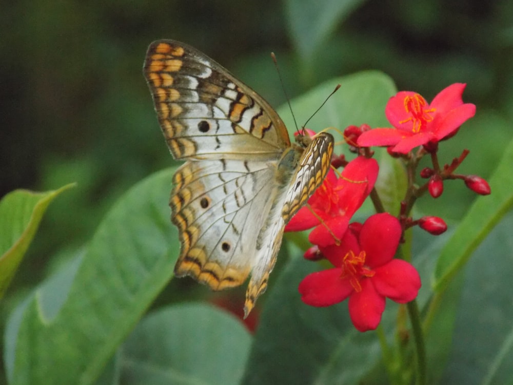 a butterfly sitting on top of a red flower