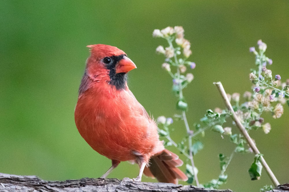 a red bird sitting on top of a tree branch