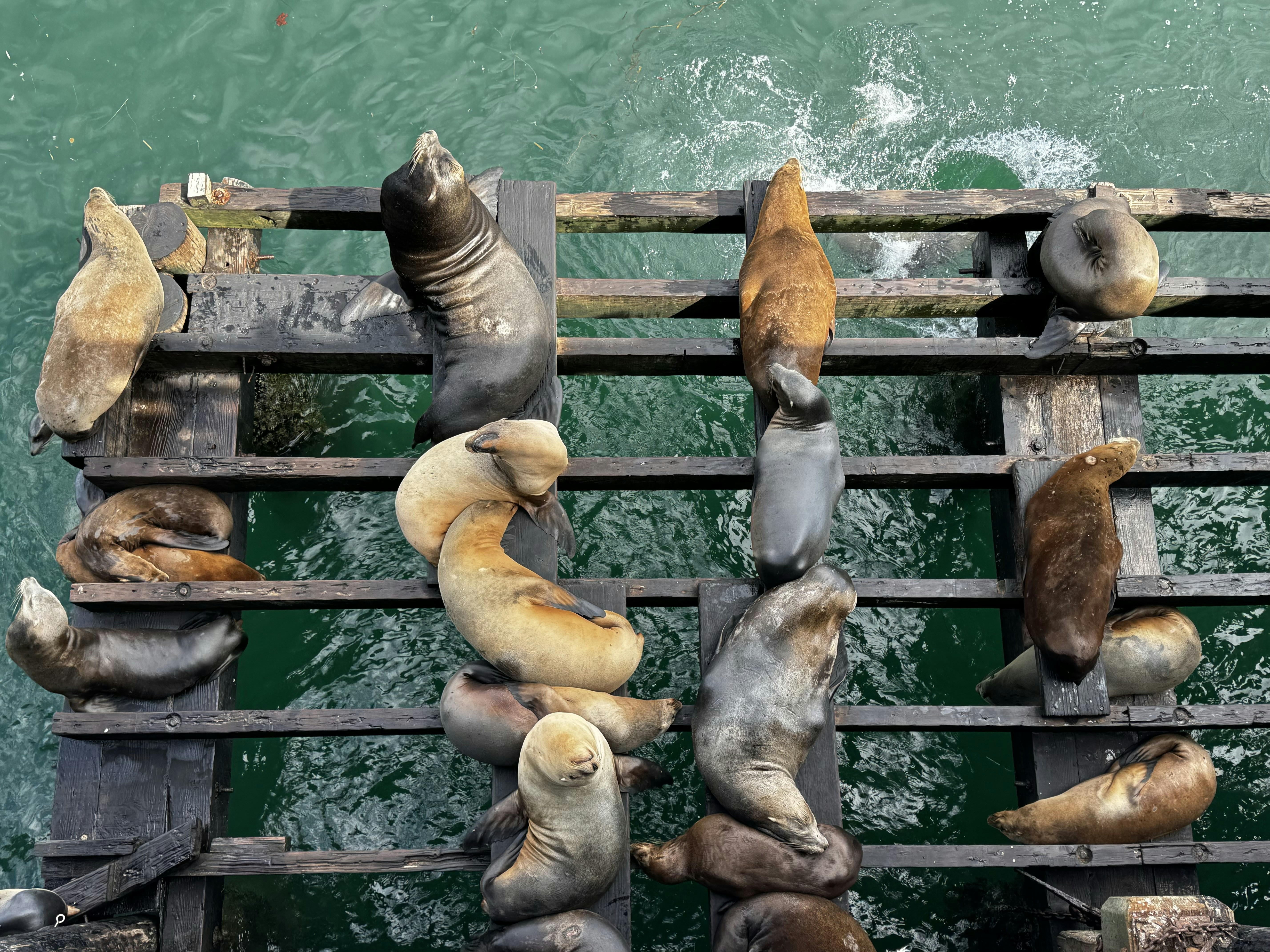 a group of sea lions sitting on a dock