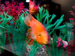 Two bright orange fish swim among vibrant green and red aquatic plants in a fish tank. The fish are in motion, and their surroundings include various shades of plant life, creating a lively underwater scene.