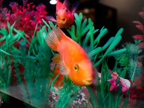 Two bright orange fish swim among vibrant green and red aquatic plants in a fish tank. The fish are in motion, and their surroundings include various shades of plant life, creating a lively underwater scene.