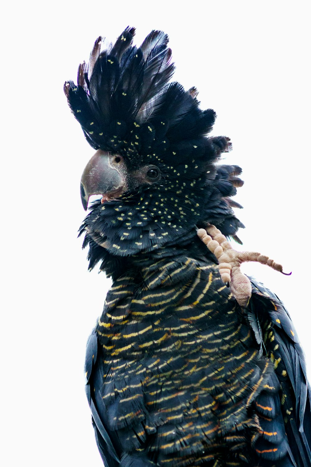 a black and yellow bird with feathers on its head