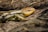 A close-up image of a colorful lizard basking in the sun.