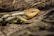 A close-up image of a colorful lizard basking in the sun.