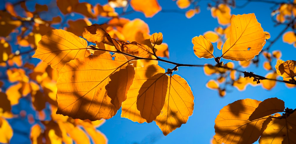 a tree branch with yellow leaves against a blue sky