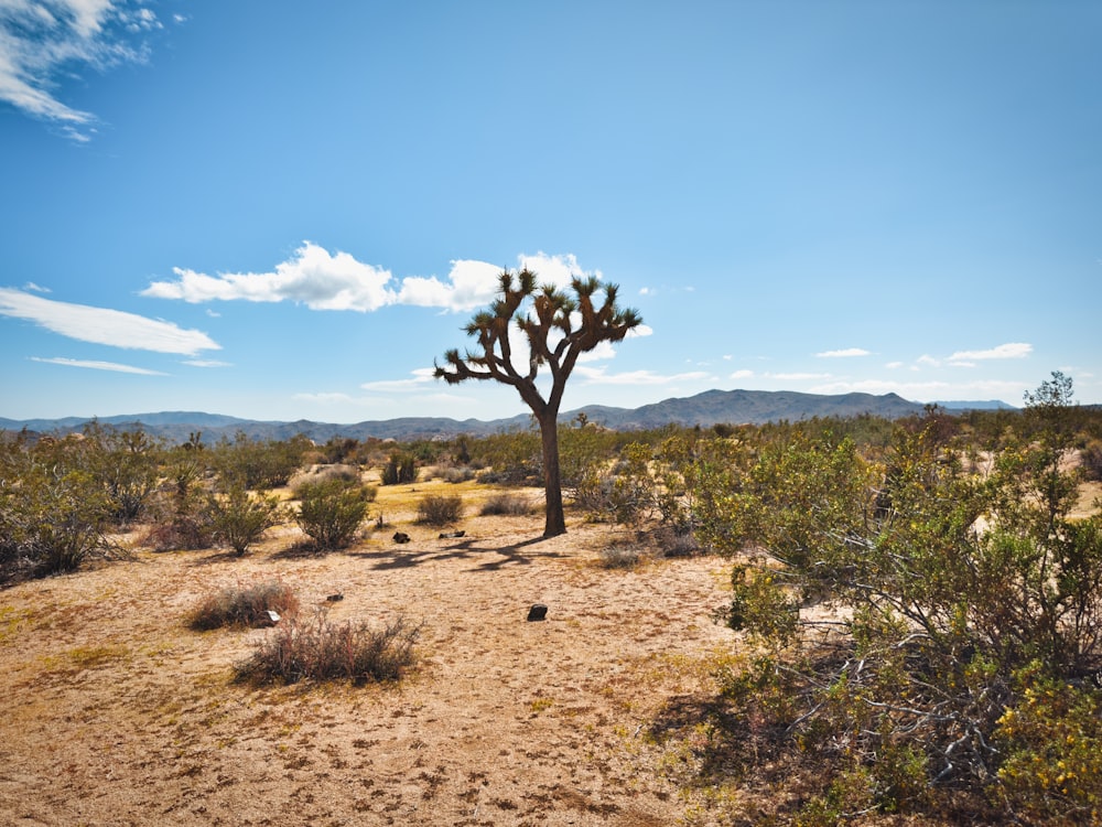 a small tree in the middle of a desert