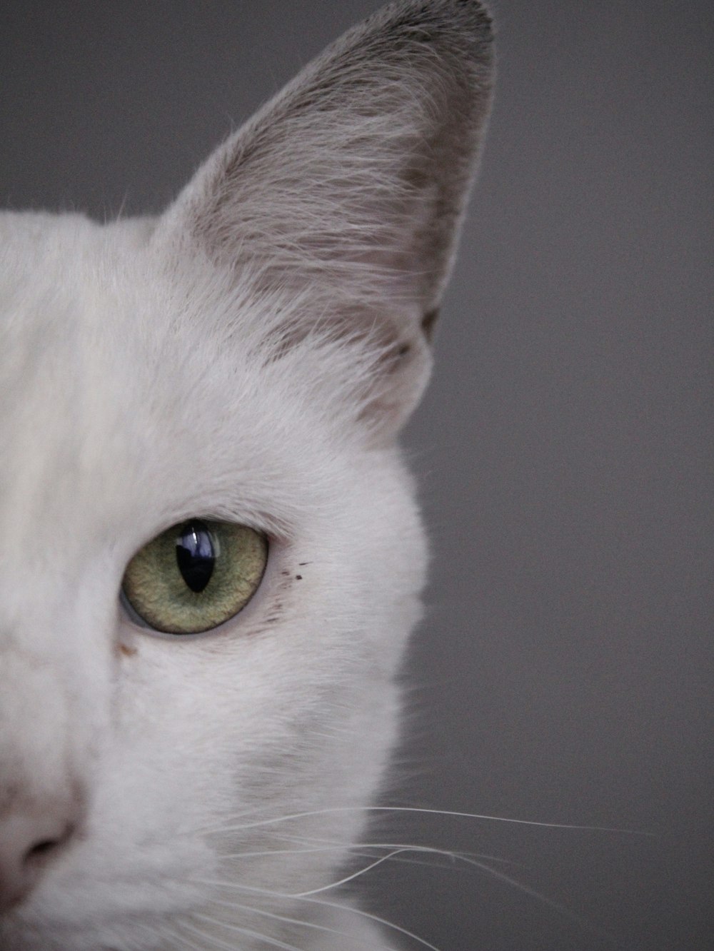 a close up of a white cat with green eyes