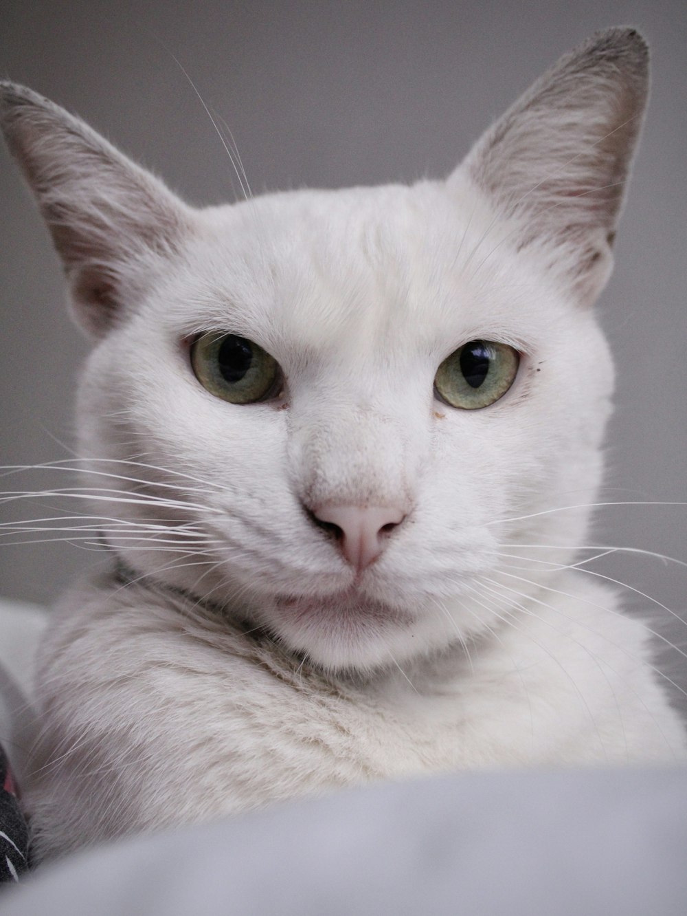 a close up of a white cat with green eyes