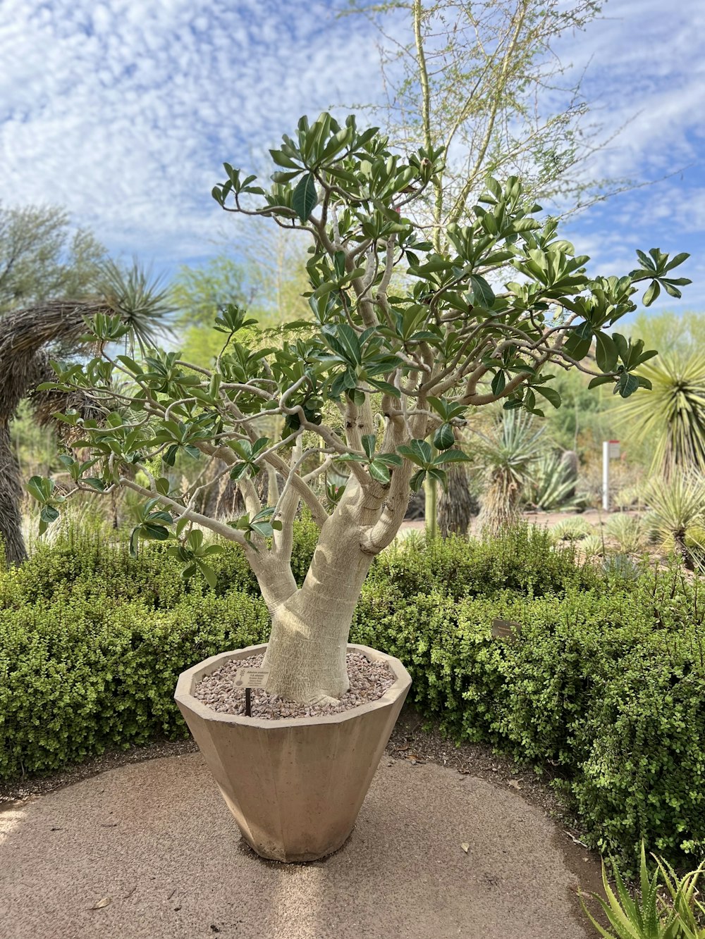 a small tree in a pot in a garden