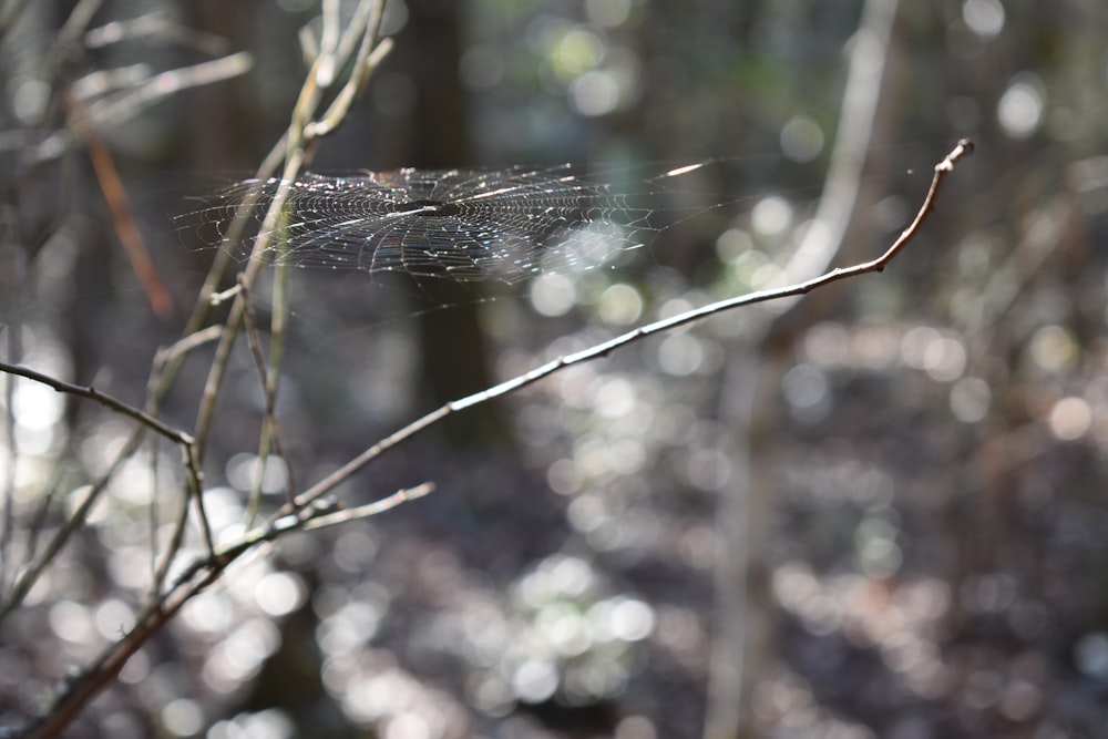 a spider web hanging from a tree branch