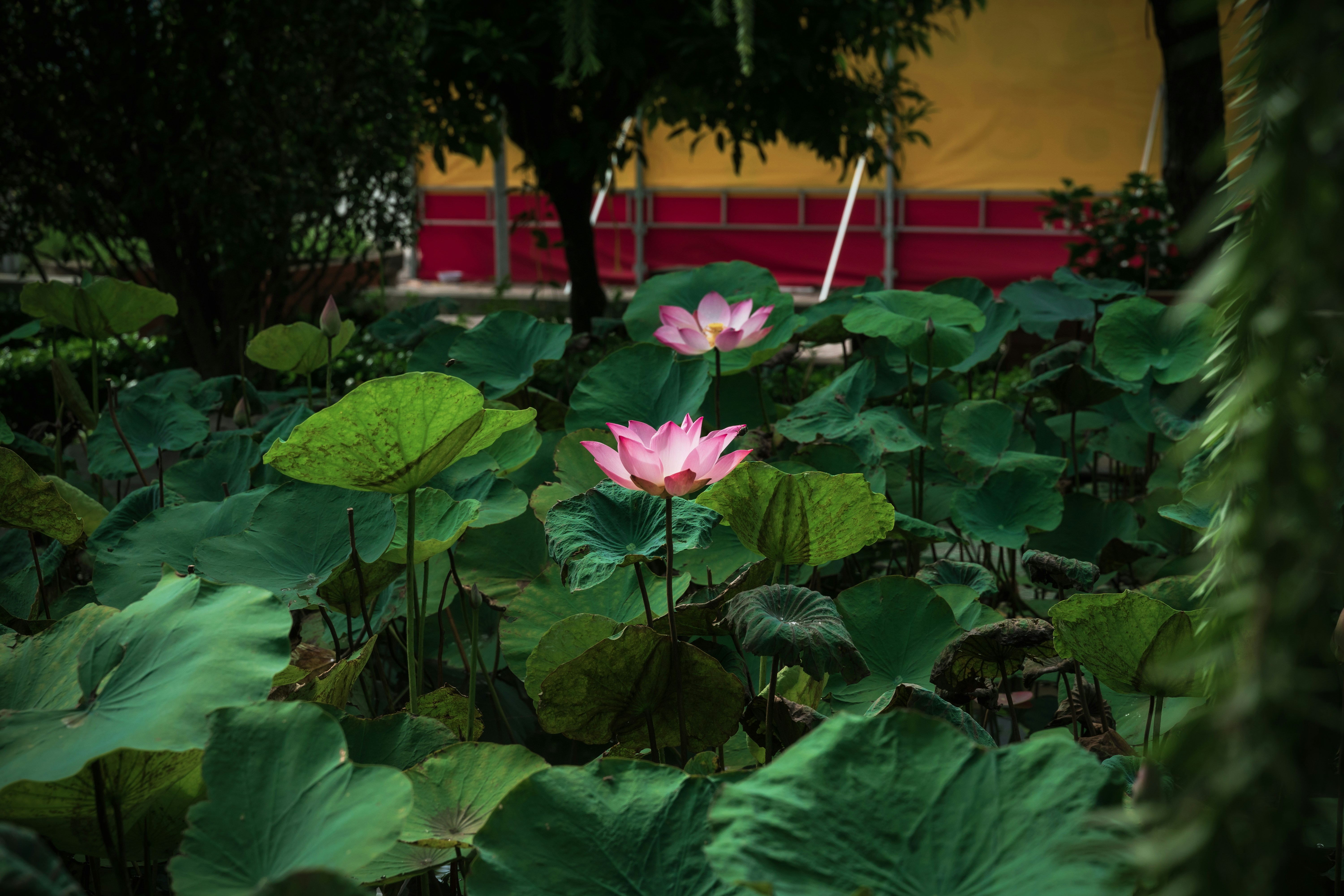 photo 1696560266201 3b7116ce465c?crop=entropy&cs=tinysrgb&fit=max&fm=jpg&ixid=M3w1MjQ0NjR8MHwxfHNlYXJjaHw2fHxNZWRpdGF0aW9uJTIwZ2FyZGVufGVufDB8MHx8fDE3NDMxNDY1OTN8MA&ixlib=rb 4.0