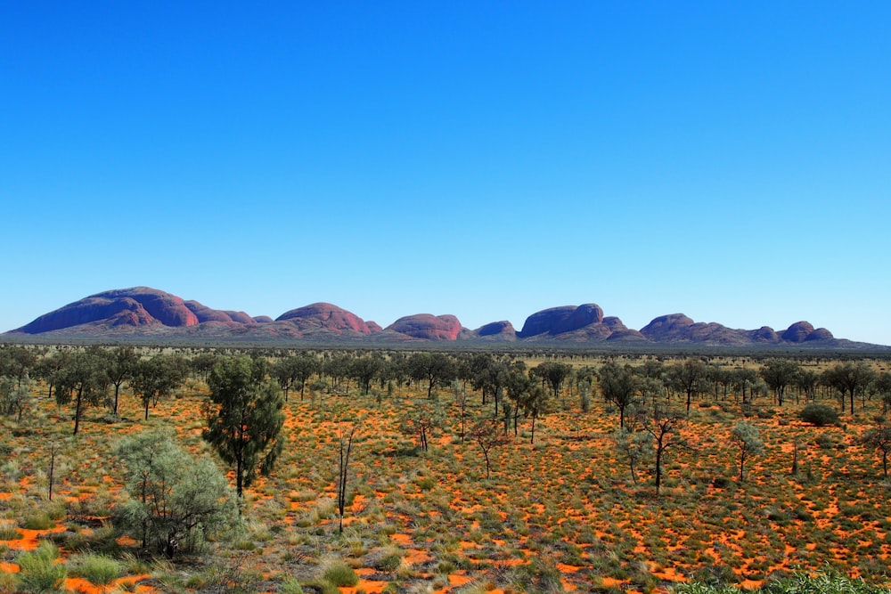 un campo de flores anaranjadas con montañas al fondo