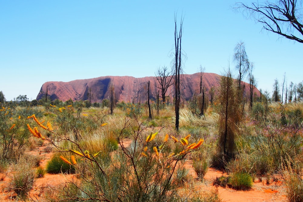 a bush with yellow flowers in the foreground and a mountain in the background