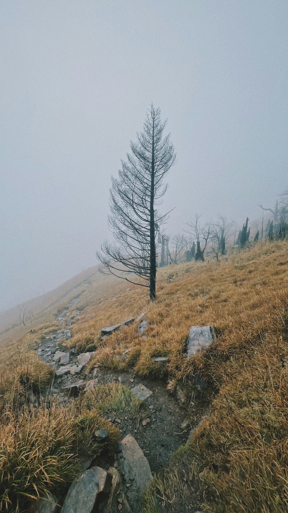 a lone pine tree on a foggy hillside